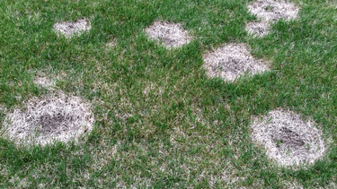 necrotic ring control