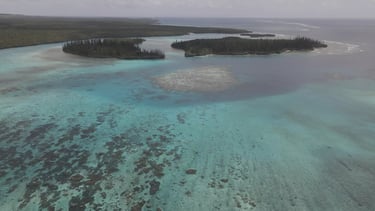 a large body of water with a lot of trees