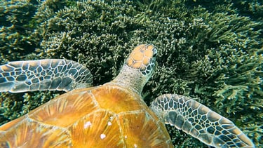 a turtle turtle turtle turtle turtle turtle turtle turtle turtle turtle turtle turtle turtle turtle turtle