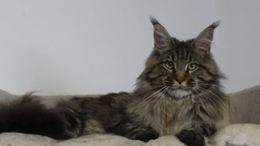 Juannre Beowulf our Maine Coon stud boy at Juannre Cats.