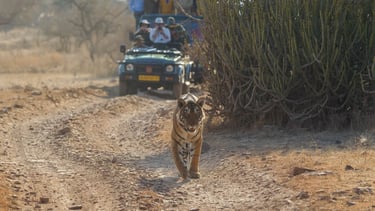 Ranthambore private jeep safari booking by ranthambore safari consultants