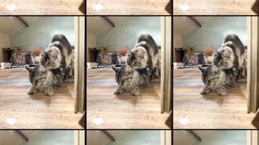 a cat sitting on a table with a cat maine coon saillie