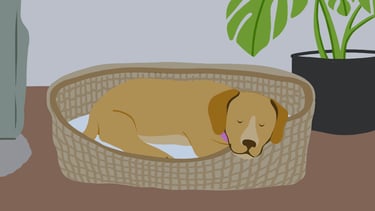 a brown dog sleeps in a basket in the living room