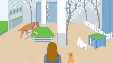 a woman and a dog stare at some other dogs playing with balls in a dog kennel