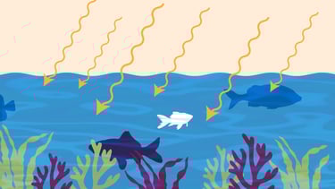 fish in the ocean with algae and sunrays penetrating the water