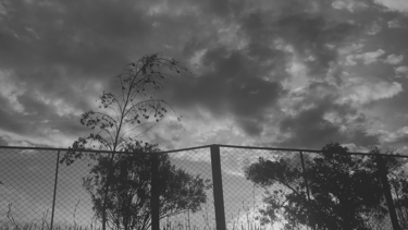 Cielo nublado sobre siluetas de árboles tras una malla, en blanco y negro.