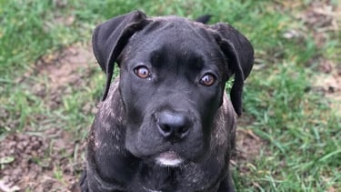 Un adorable chiot cane corso qui regarde l'objectif, il est en cours d'éducation chiot
