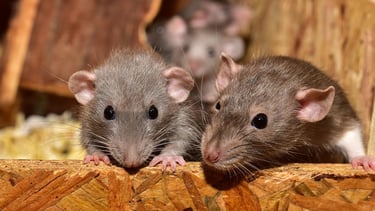 couple de rongeur