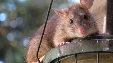 rat proche des habitations