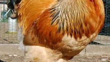 Brahma breed image