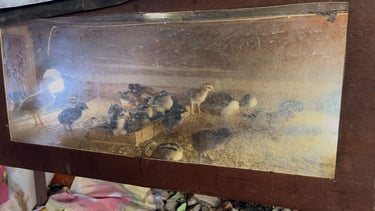 Foto Tempat Day Old Chicken