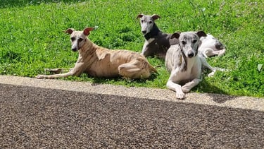 Trois chiens allongés dans l'herbe