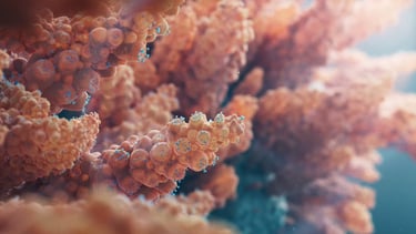 Project by Cristian Cornesteanu - Corals