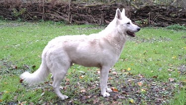 chien reproducteur berger blanc suisse dans la foret