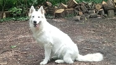 Chienne berger blanc suisse reproductrice