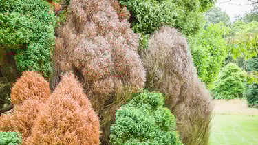 Grey Patches On Conifer Trees