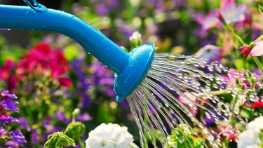 What time to water plants