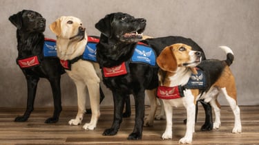 Four service dogs stand and gaze across their shoulder in unison