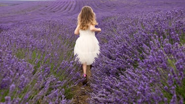 A young girl in a white dress runs through a blooming purple lavender field in summer.