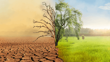 Burn-Out retrouve sa nature et couleurs avec Energetique PNL EMDR et Hypnose -arbre2
