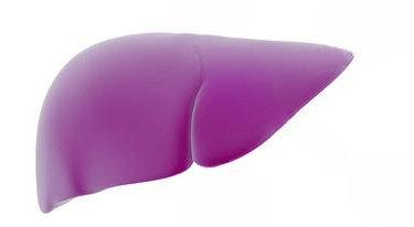 the liver