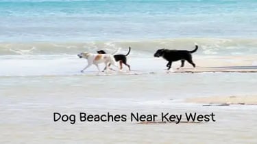 dog-beaches-near-key-west