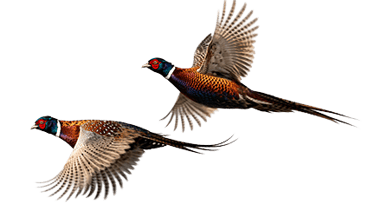 wo ring-necked pheasants in flight, a popular upland game bird for guided hunting trips in the Texas Panhandle.