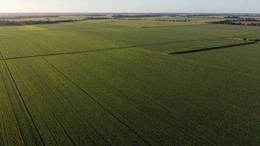 An expansive aerial view of Brazilian farmland crops forming geometric patterns, using a palette of Deep Moss Green and Forest Green, under a clear morning sky, representing Agrarian and Land Law expertise.