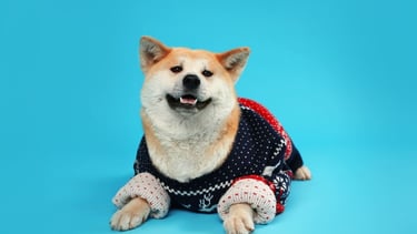 Un adorable perro Shiba Inu con un acogedor suéter navideño azul marino y rojo sobre un fondo azul.