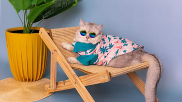gato gracioso con gafas de sol y camisa tropical  en una pequeña tumbona de madera