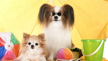 Dos perros chihuahua de pelo largo se relajan bajo una sombrilla de playa amarilla con gafas de sol 