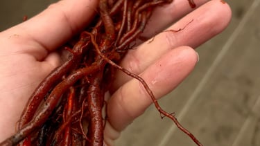 racine garance teinture végétale