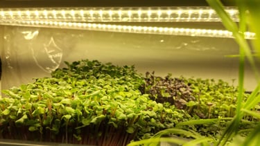 Fresh organic microgreens growing in trays under bright LED hydroponic grow lights.