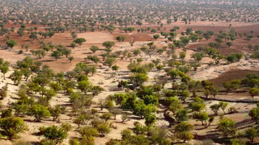Arganeraie au Maroc. Magnifique étendue d'Arganiers