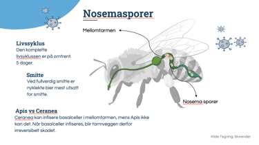 Foredrag Bergen Birøktelag, Nosema diagnose