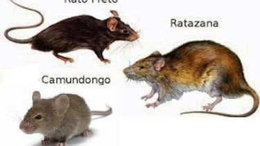Ratos de Telhado, Camundongos e Ratazanas! Rato de Telhado (Rattus rattus)
