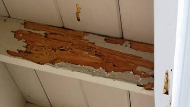 O que são cupins de madeira seca? São pragas que vivem dentro da própria madeira que consomem.Por is