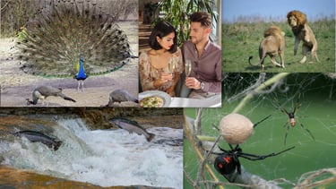 Collage of diverse mating rituals-peacocks, black widow spiders, dating app users, fighting lions, and spawning salmon
