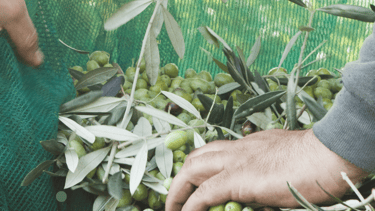 a person picking olives from a tree