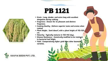 Infographic for PB 1121 Basmati rice seeds by Kavya Seeds featuring plant characteristics and yield.