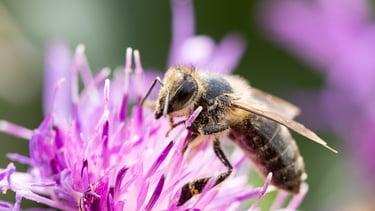 abeille sur une fleur