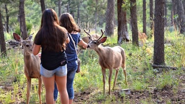 au cœur de la nature à Boult-aux-Bois !