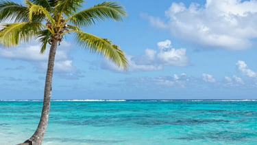 palm tree on beach shore during daytime