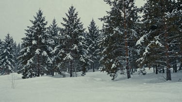 Cinematic 16:9 still of a snow-covered pine forest under heavy overcast winter skies, soft diffused daylight, 35mm film grain.
