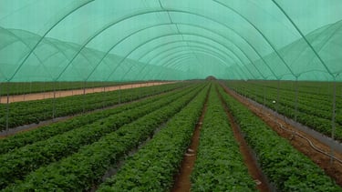 Green UV Stabilized HDPE Shade Net for Agriculture