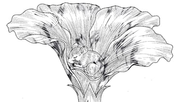 Black and white ink drawing of a tiny harvest mouse sleeping inside a blooming flower petal.