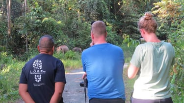 Guided wildlife spotting in Deramakot, with visitors learning about local species