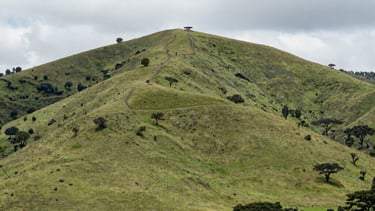 A serene landscape showing rehabilitated mining land with green vegetation