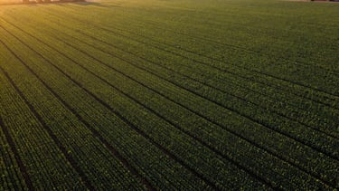 Sweeping high-altitude aerial panoramic view of a lush productive soy field in Brazil at golden hour, deep warm tones, 35mm