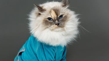 Gato de pelo largo con brillantes ojos azules vistiendo un suéter turquesa para mascotas, posando sobre un fondo gris oscuro